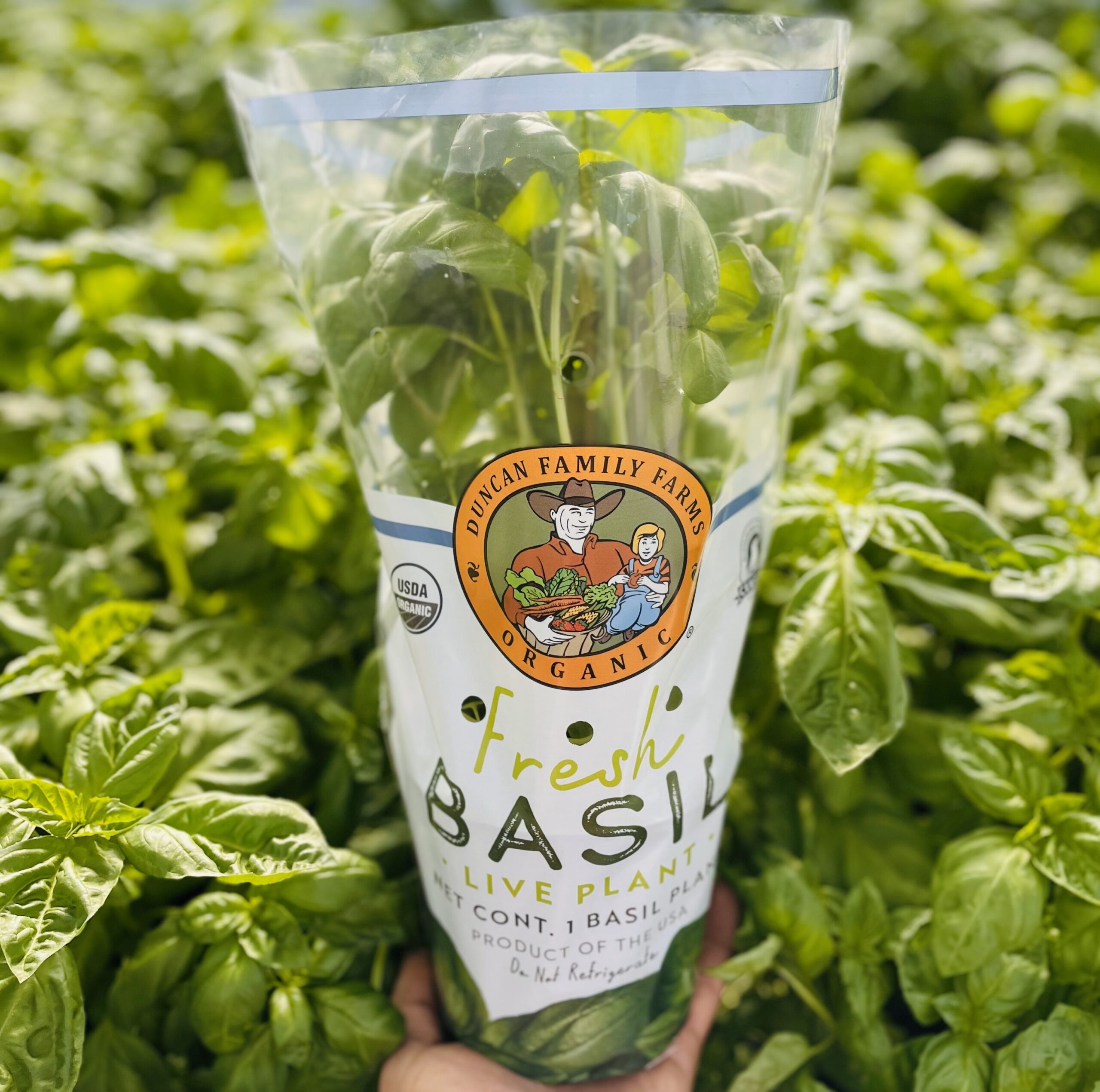 pottedBasil