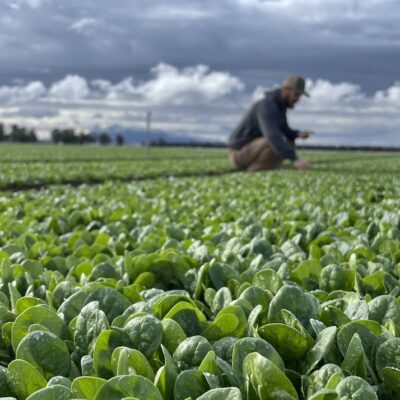 Ryan T looking at spinach