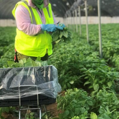 basil harvest